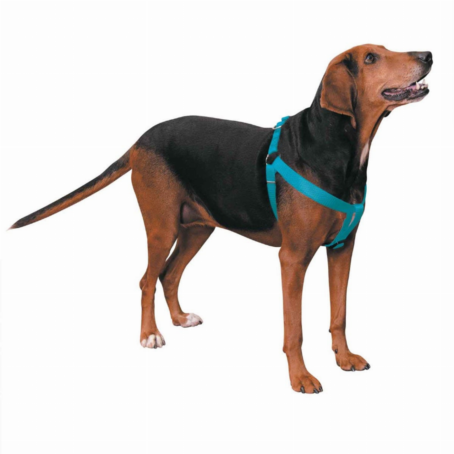 Casual Canine Nylon 2-Step Dog Harness