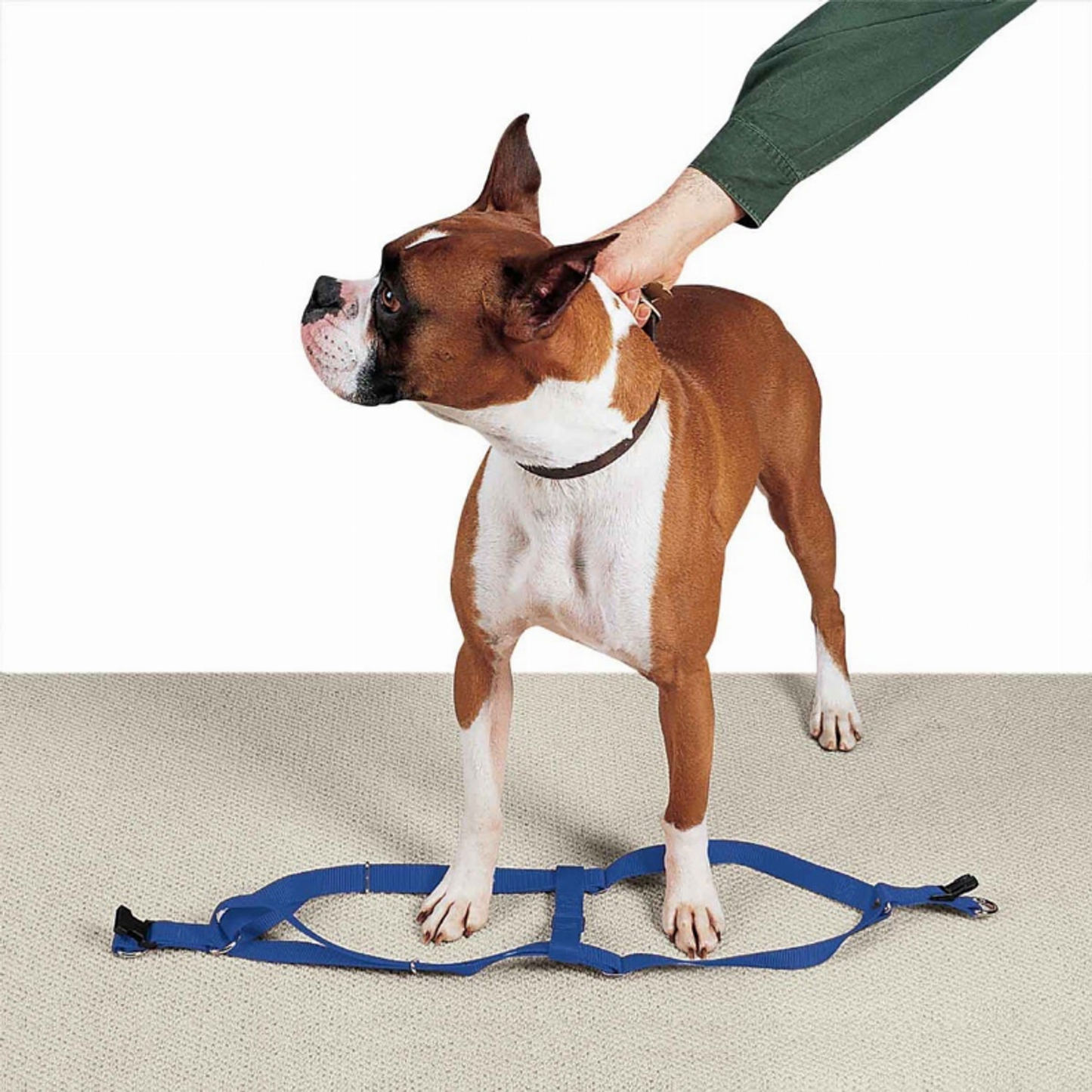 Casual Canine Nylon 2-Step Dog Harness