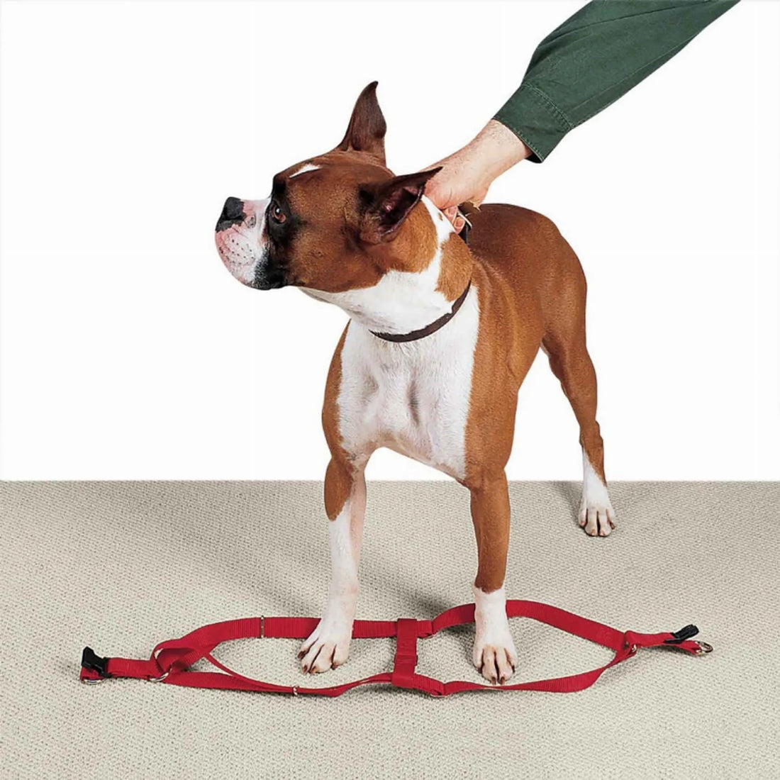 CC Nylon 2 Step Harness 15-25In Blk