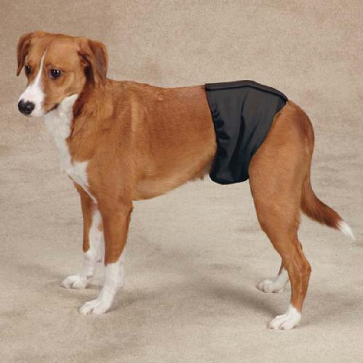 Clean Go Pet Washable Male Dog Wrap 3-Pack