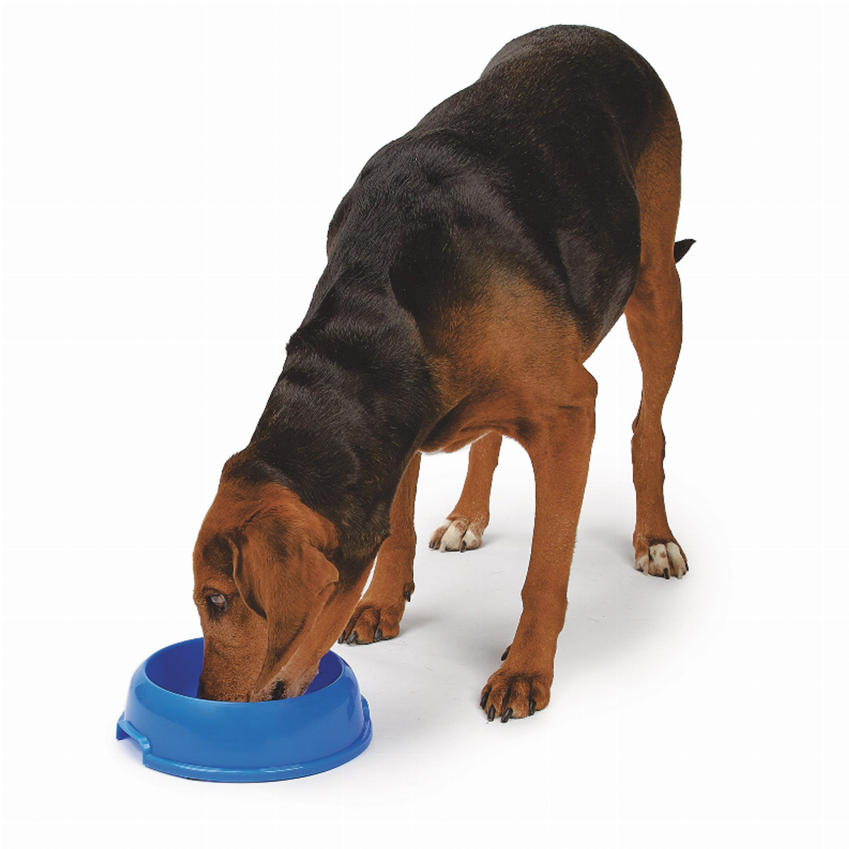 HiLo Small Single Feeder Pet Dish