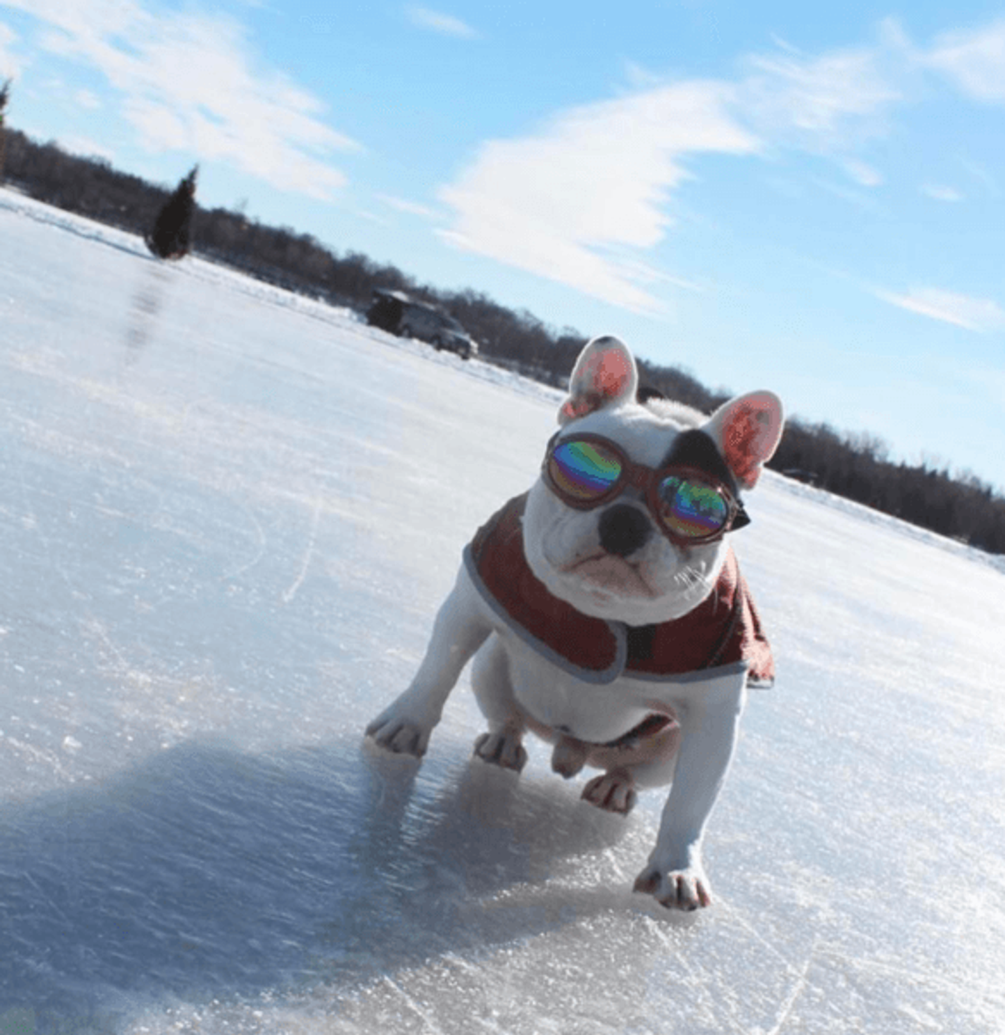 K9 Sport Sack K9 Sport Shades Dog Goggles