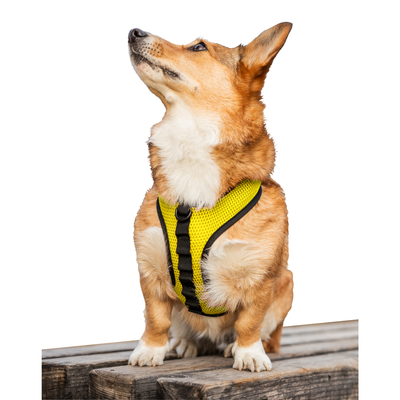 K9 Sport Sack Dog Sport Harness