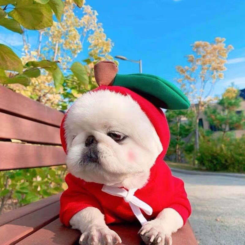 Dog in a red apple hoodie sitting on a park bench