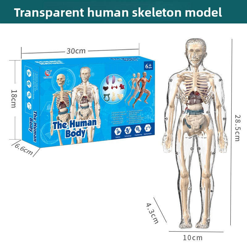 Human figure model children's toy product image 7