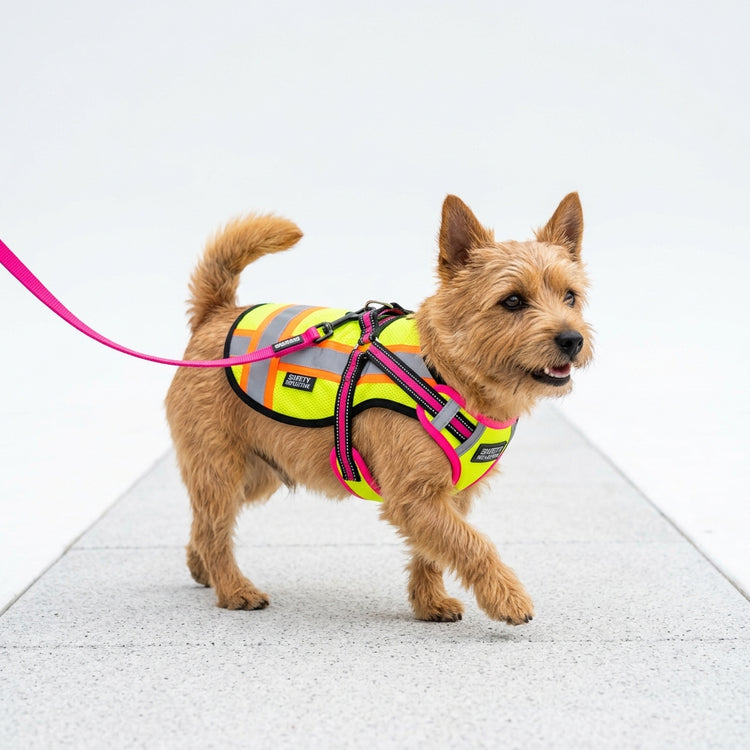 Reflective safety vest on a small dog from above