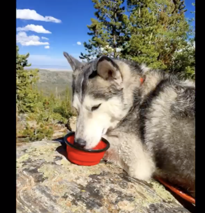 Mr. Peanut's Collapsible Silicone Travel Pet Bowls