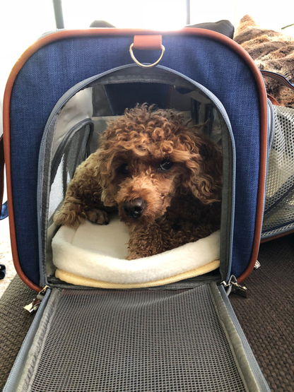Mr. Peanut's Gold Series Big Apple Expandable Pet Carrier