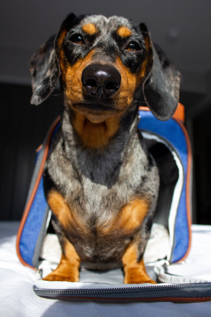 Mr. Peanut's Gold Series Pet Carrier