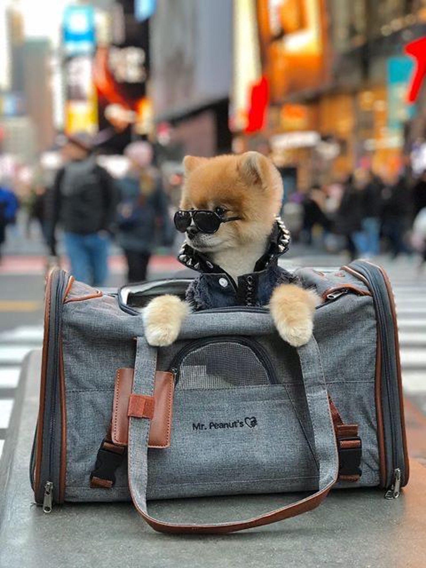 Mr. Peanut's Gold Series Standard Expandable Pet Carrier