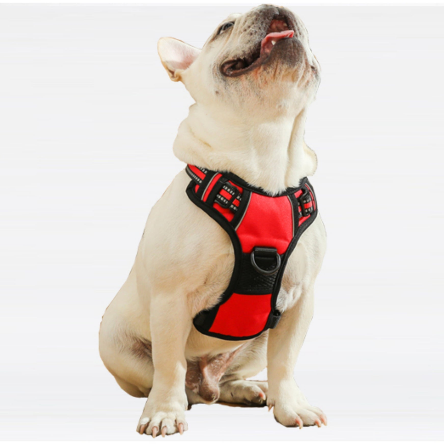 Mr. Peanut's PetTrek Reflective Pet Harness with Matching Leash