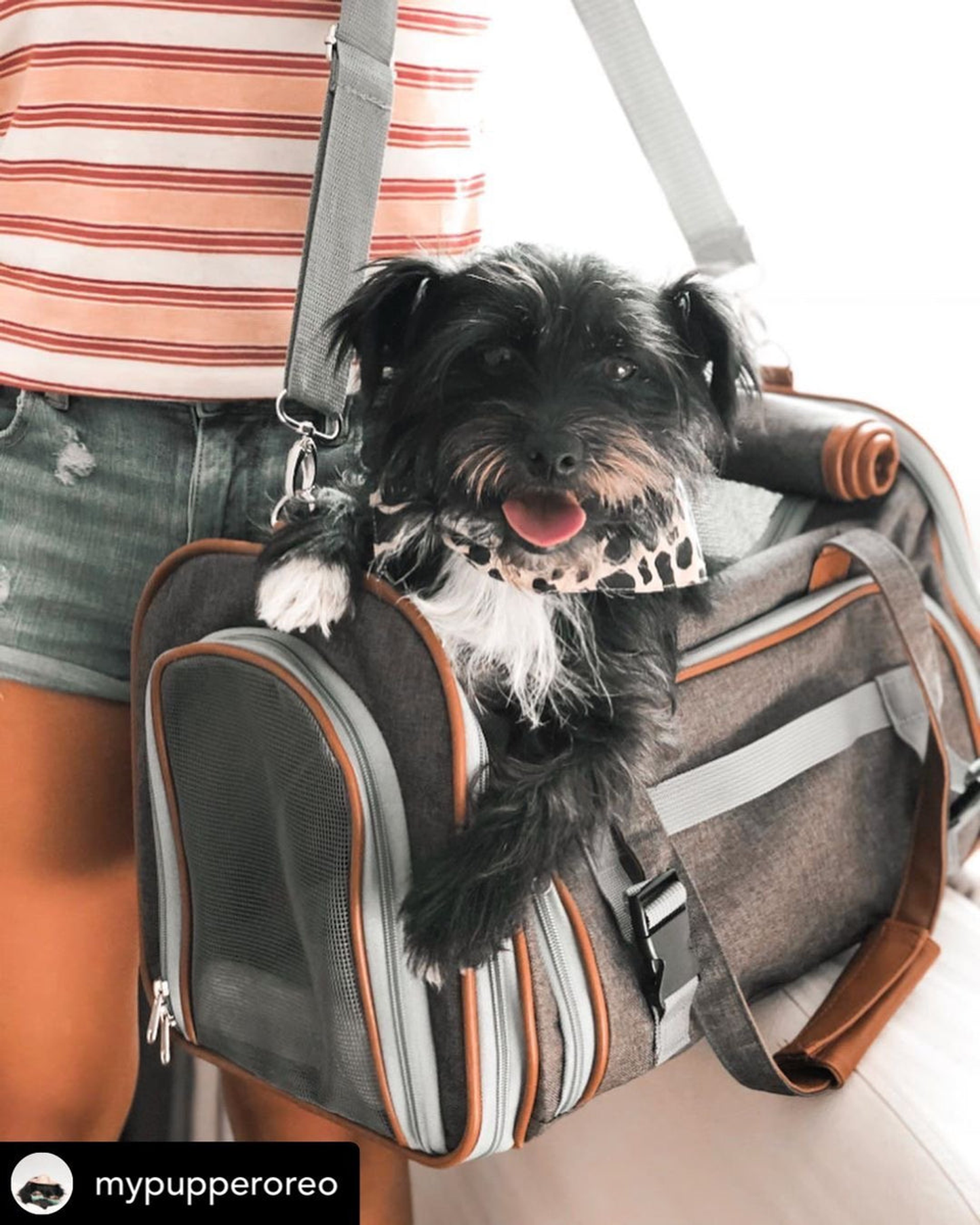 Mr. Peanut's Gold Series Big Apple Expandable Pet Carrier
