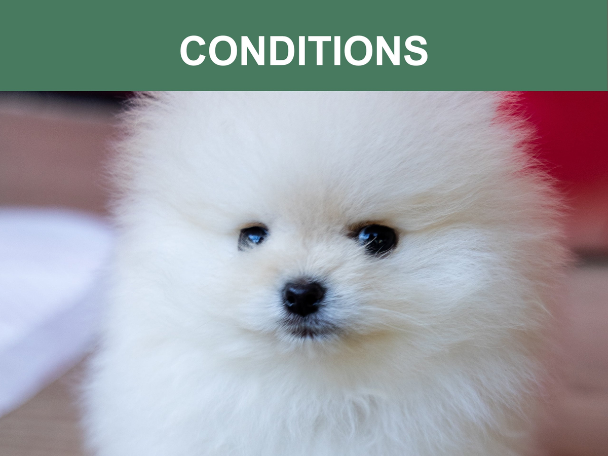 Mr. Peanut's Naturals 5-in-1 Organic Dog Shampoo & Conditioner