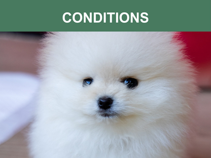 Mr. Peanut's Naturals 5-in-1 Organic Dog Shampoo & Conditioner