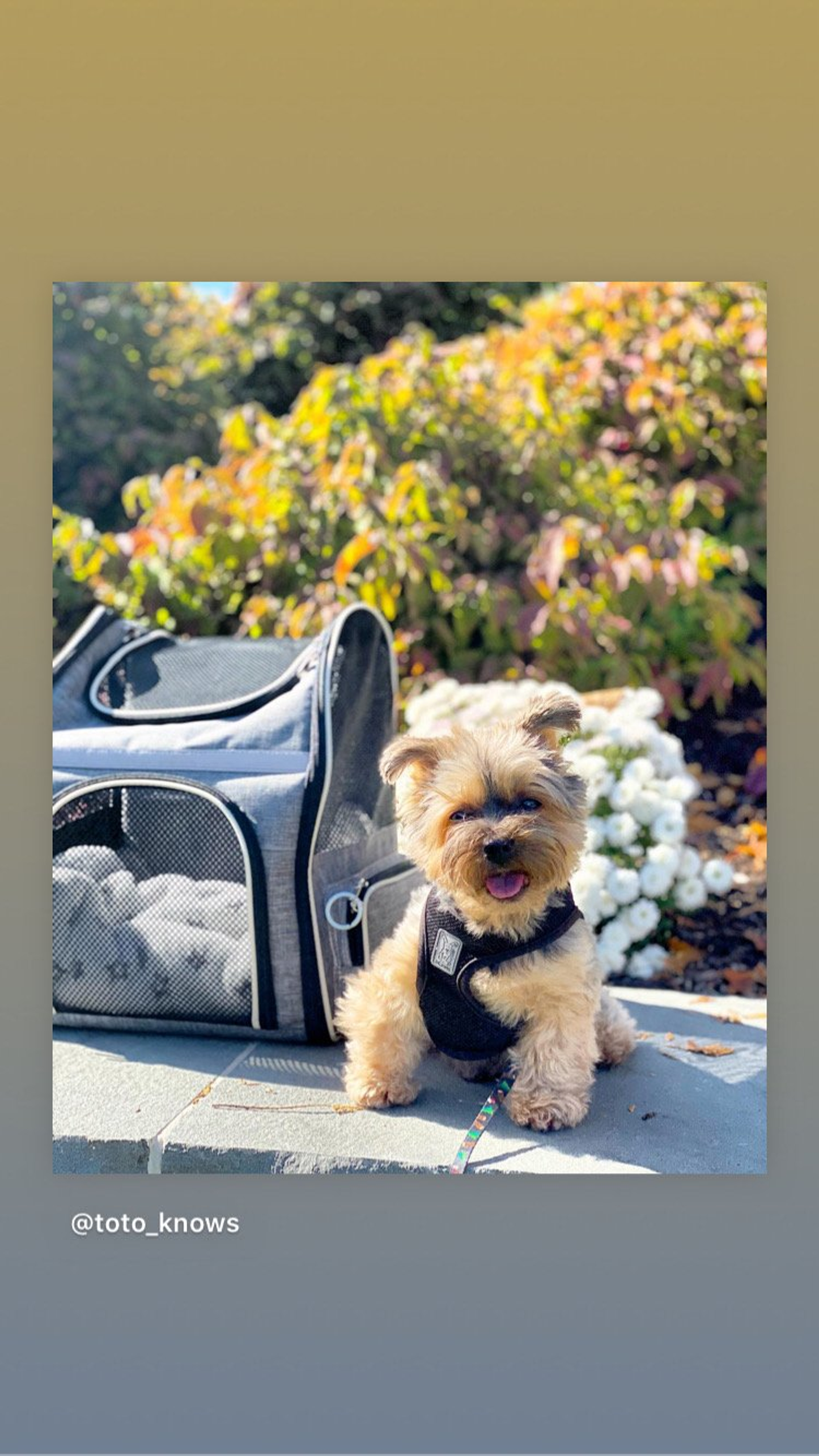 Mr. Peanut's Malibu Series Backpack Pet Carrier Stroller