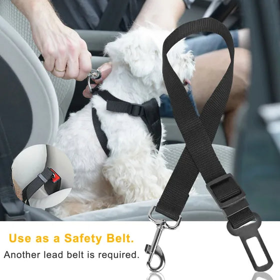 Small white dog in a car clipped in with the seat belt leash