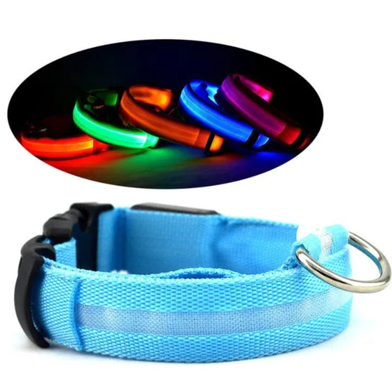 Blue LED dog collar with buckle and D-ring, with glowing collars above
