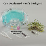 ant habitat toy