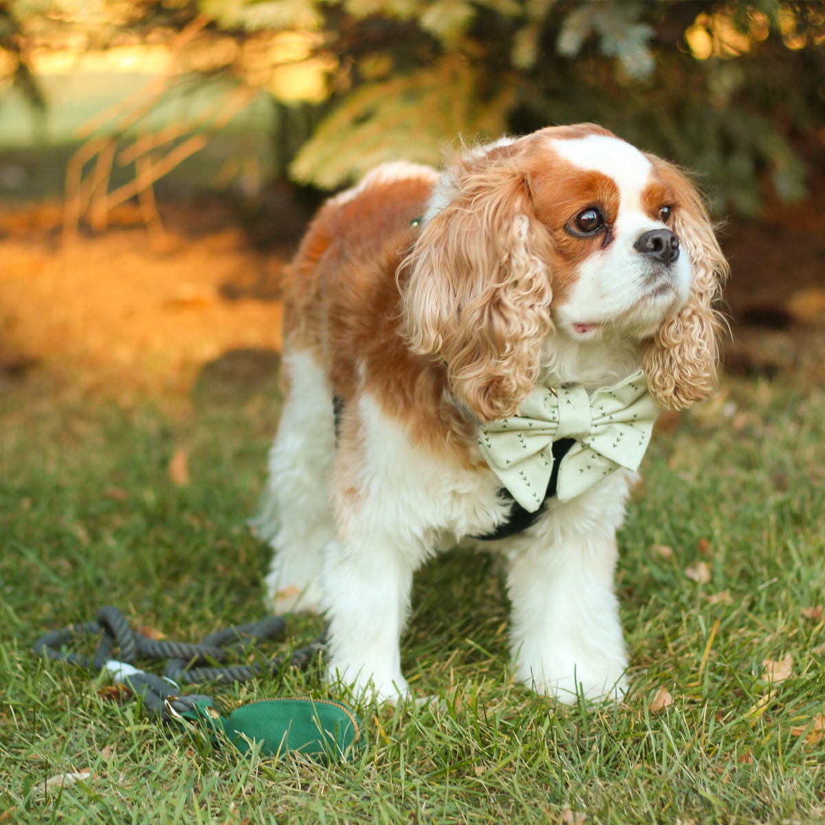 Evergreen Rope Dog Leash