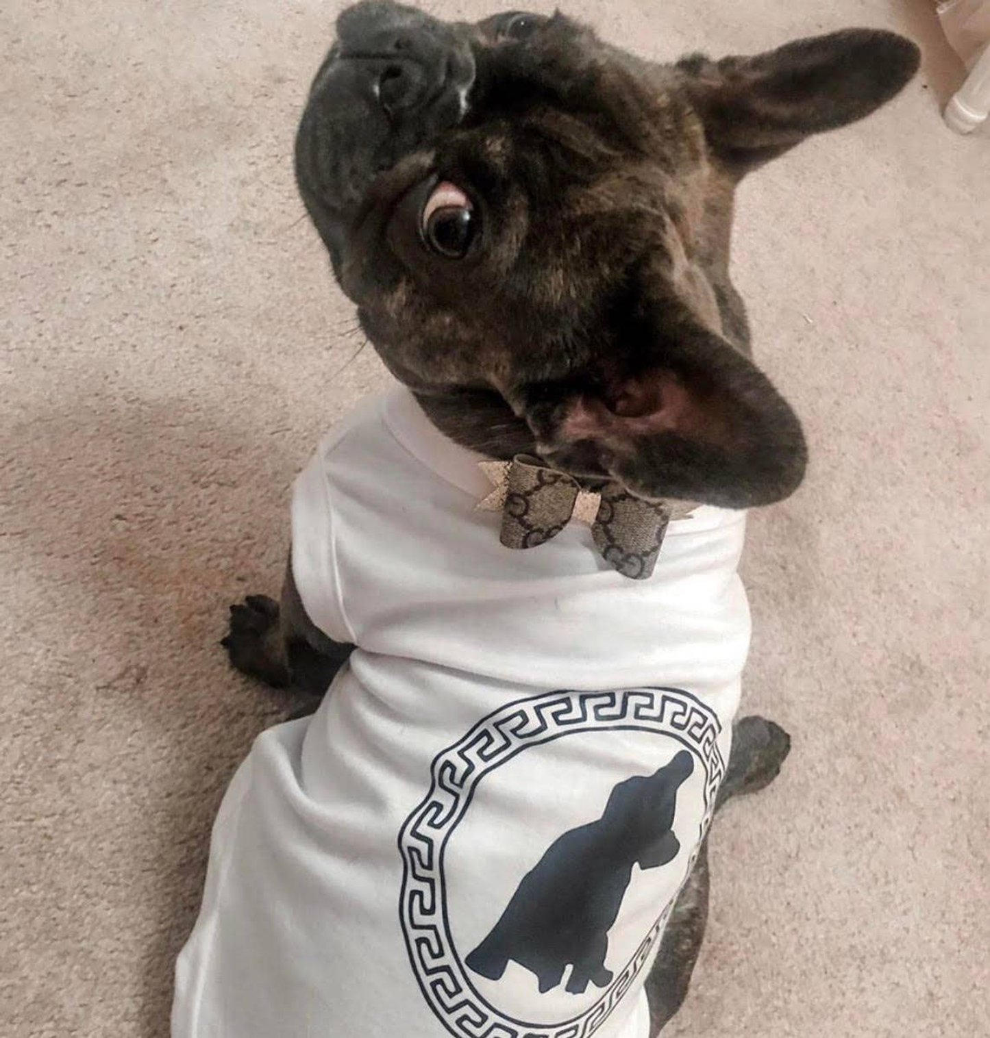 Pawsace Dog Tee
