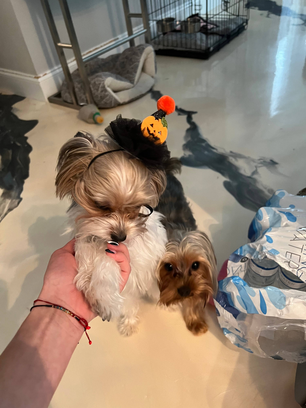 Pumpkin Witch Wizard Dog Hat
