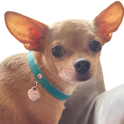 Return to Sniffany Charm Dog Collar
