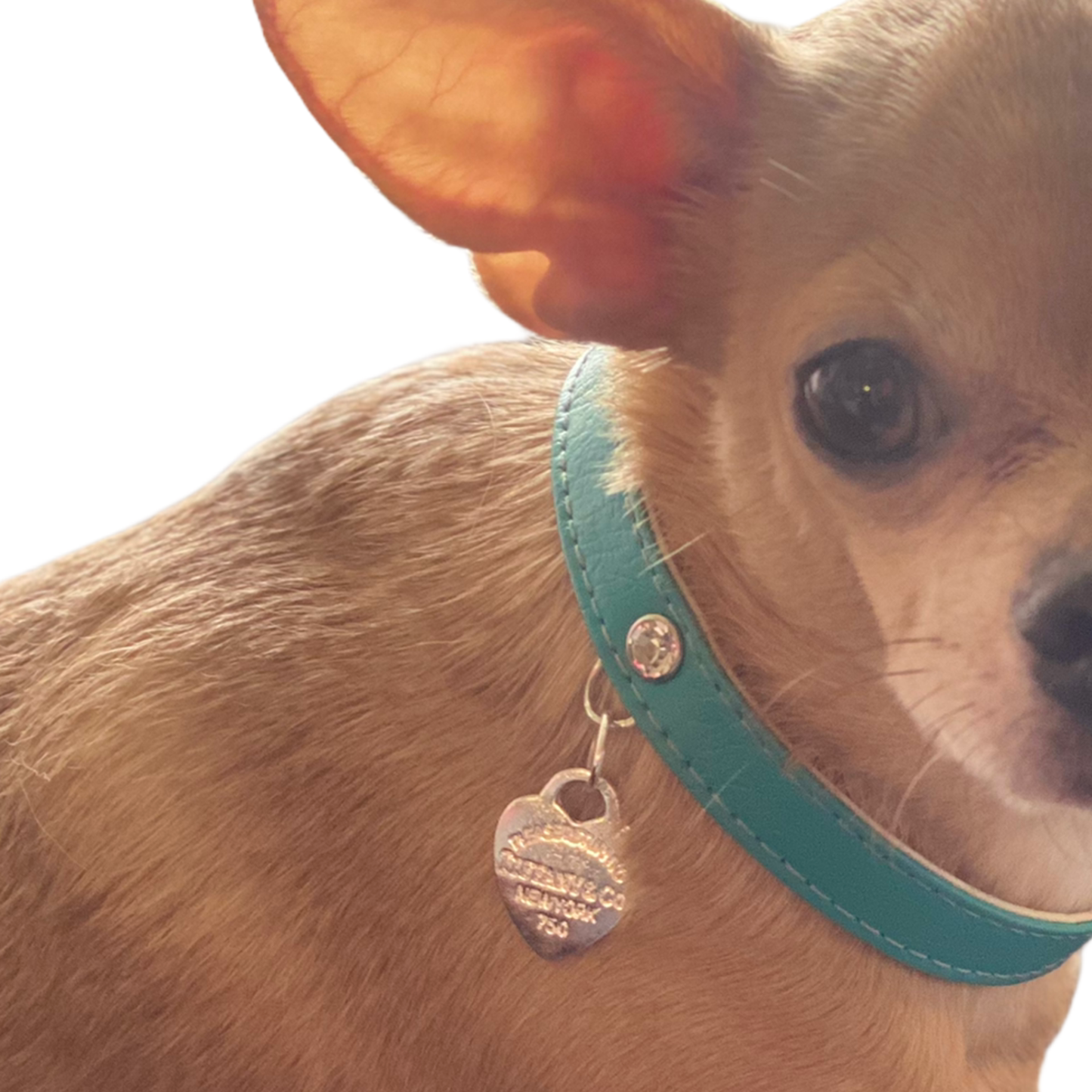 Return to Sniffany Charm Dog Collar