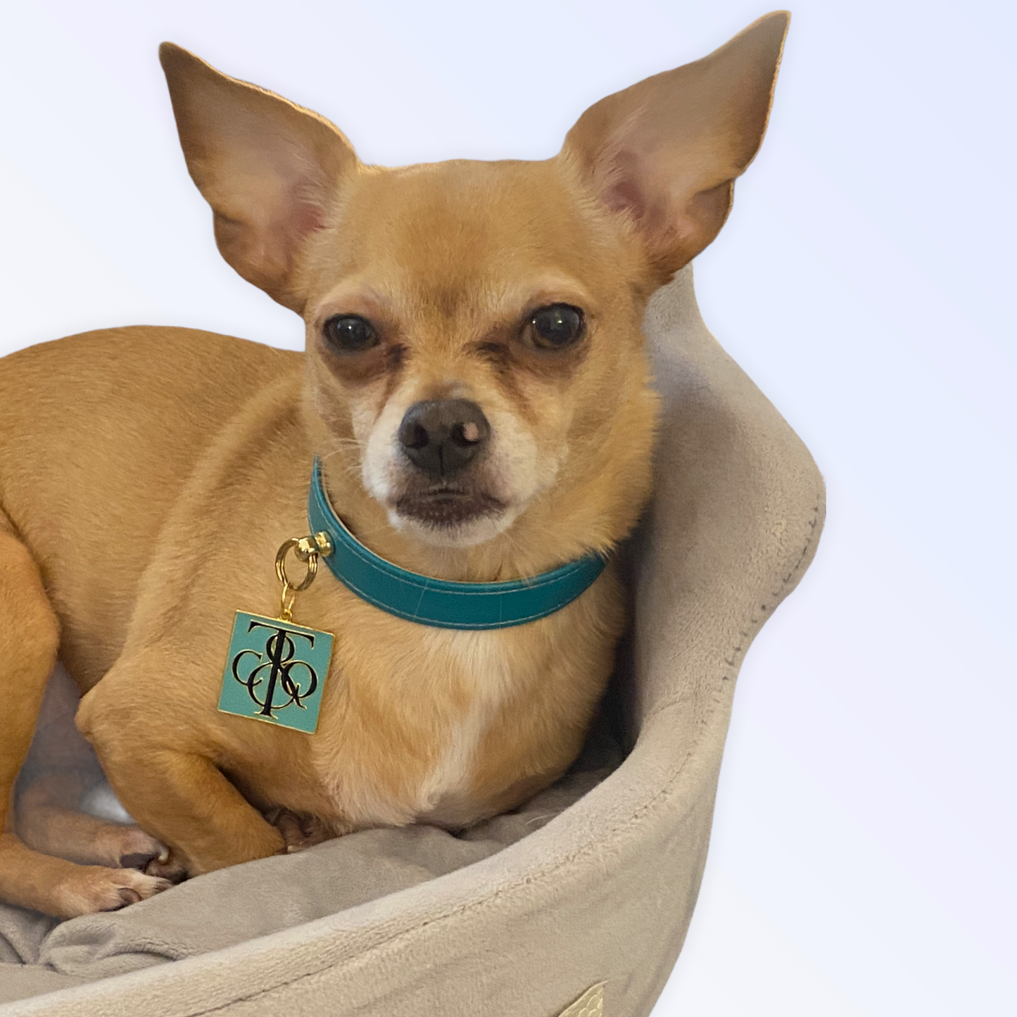 Sniff and Co. NYC Logo Dog Collar