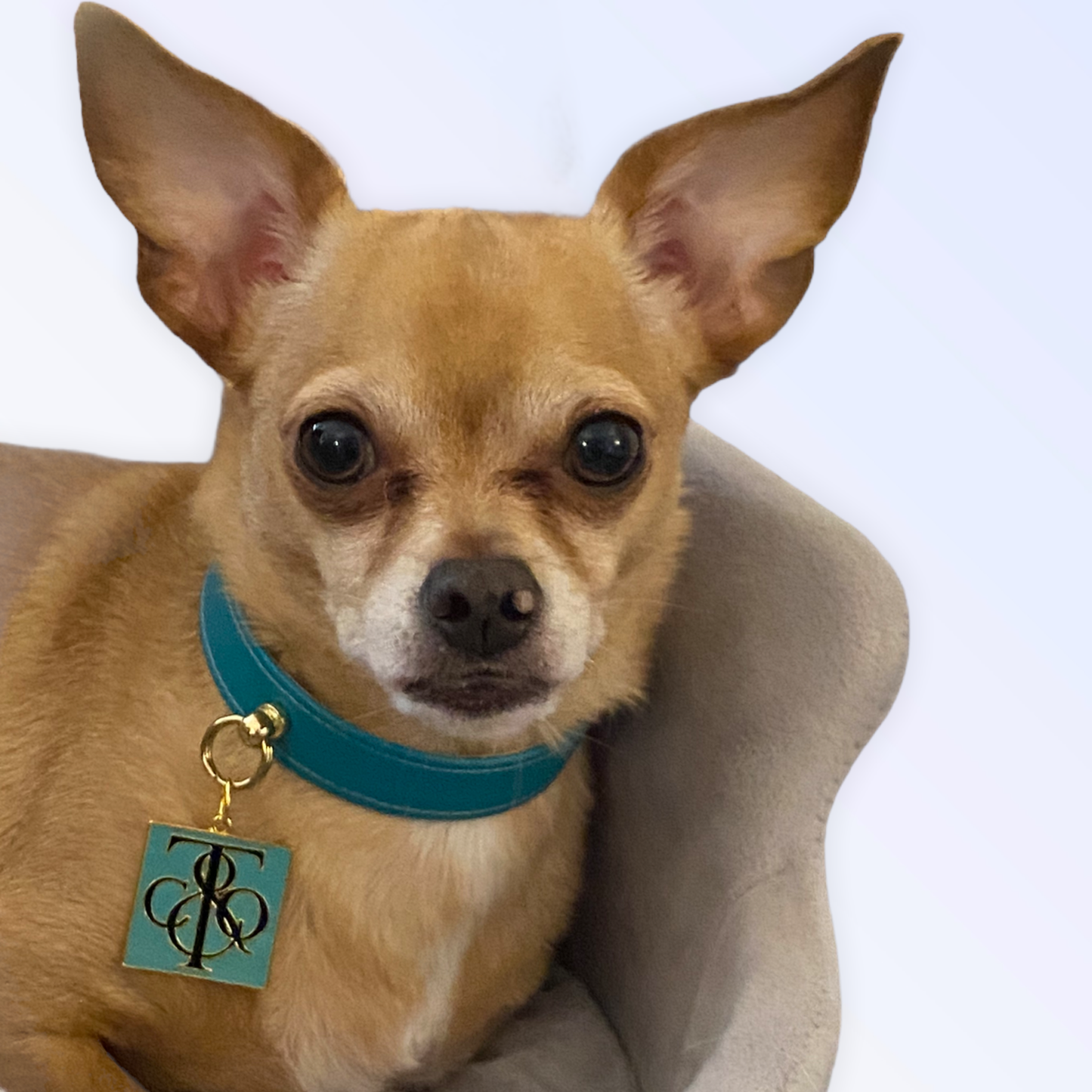Sniff and Co. NYC Logo Dog Collar