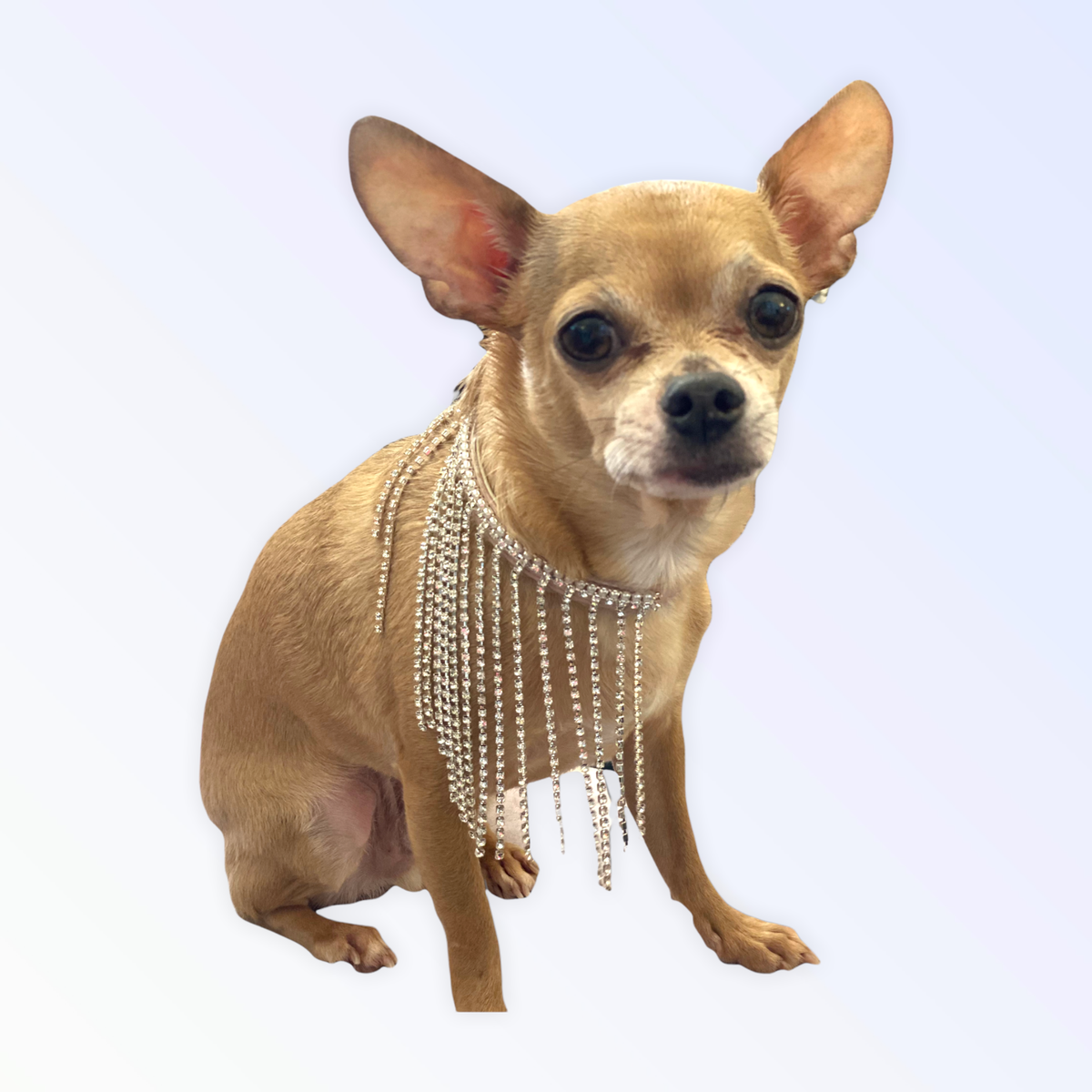 The Starlet Pearl Tassel Dog Collar