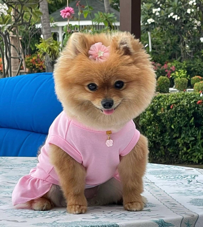 Bark Fifth Avenue Camellia Casual Dog Dress