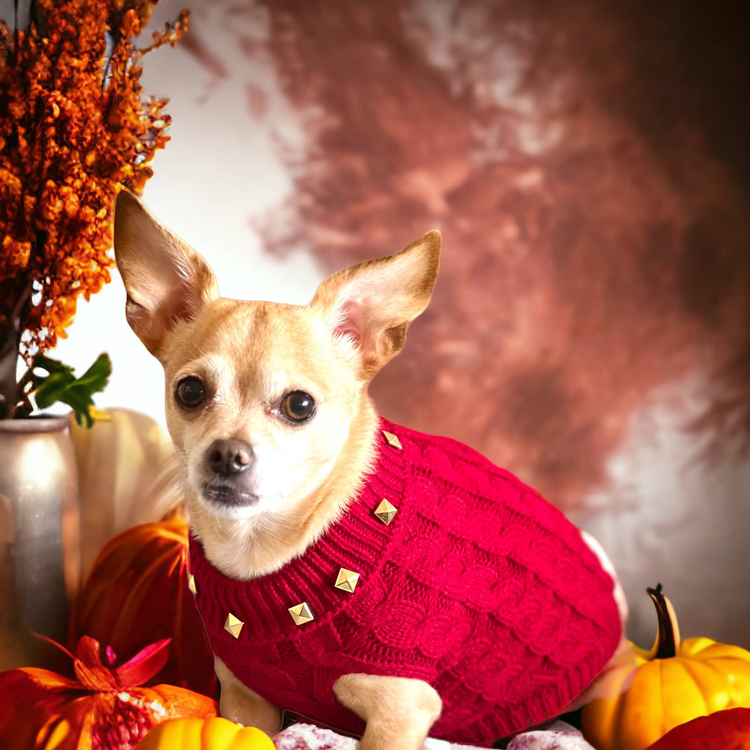 Studded Knit Turtleneck Dog Sweater