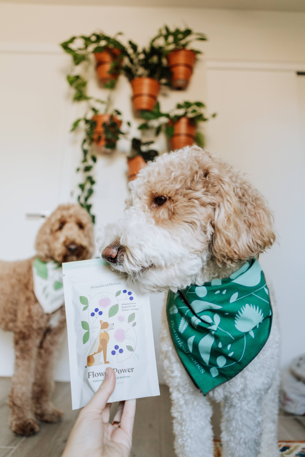 Flower Power Superfood Dog Treats