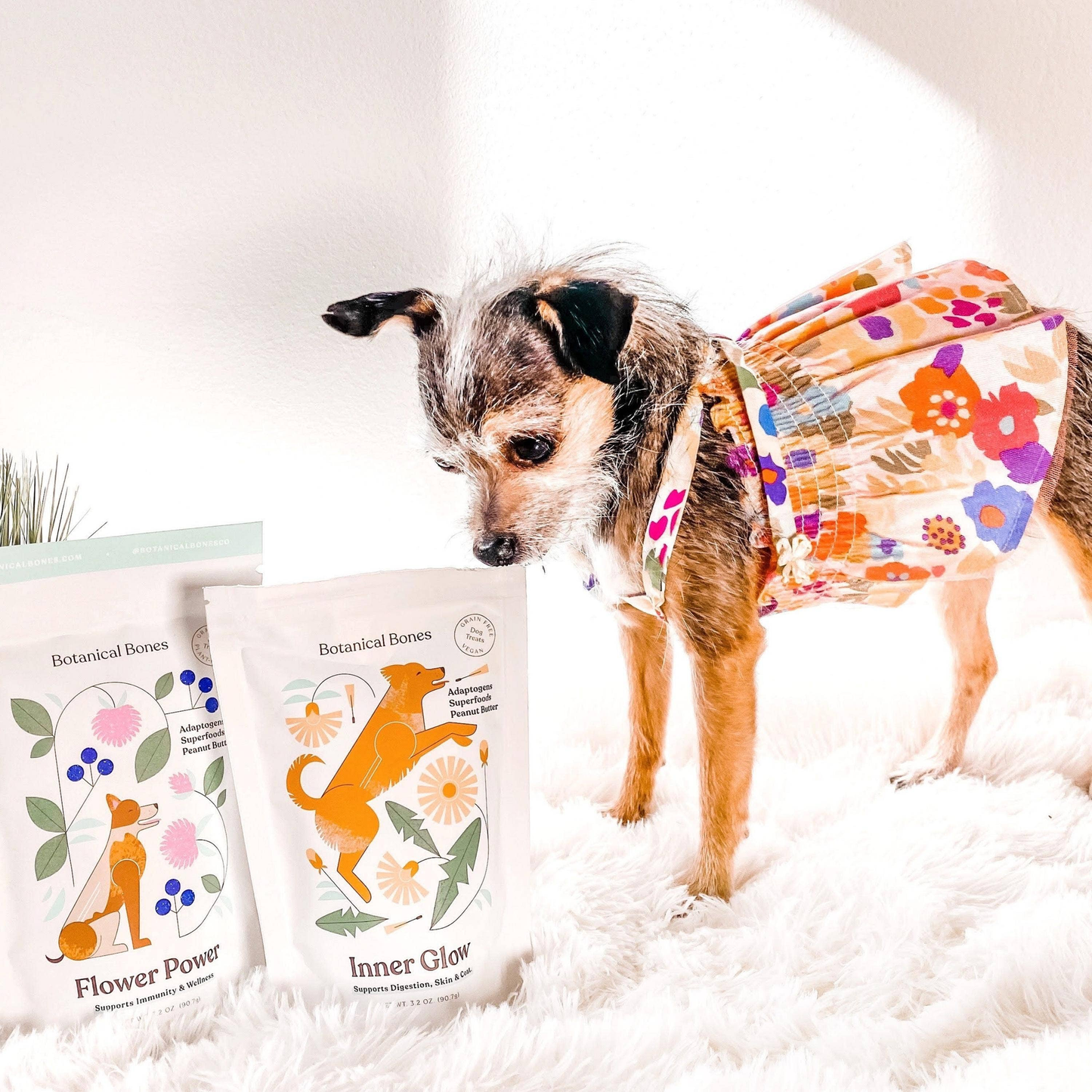 Inner Glow Superfood Dog Treats