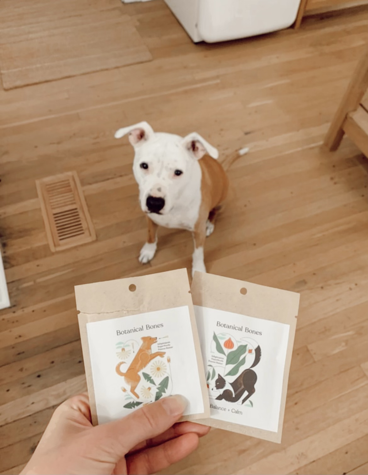 Superfood Dog Treat Minis