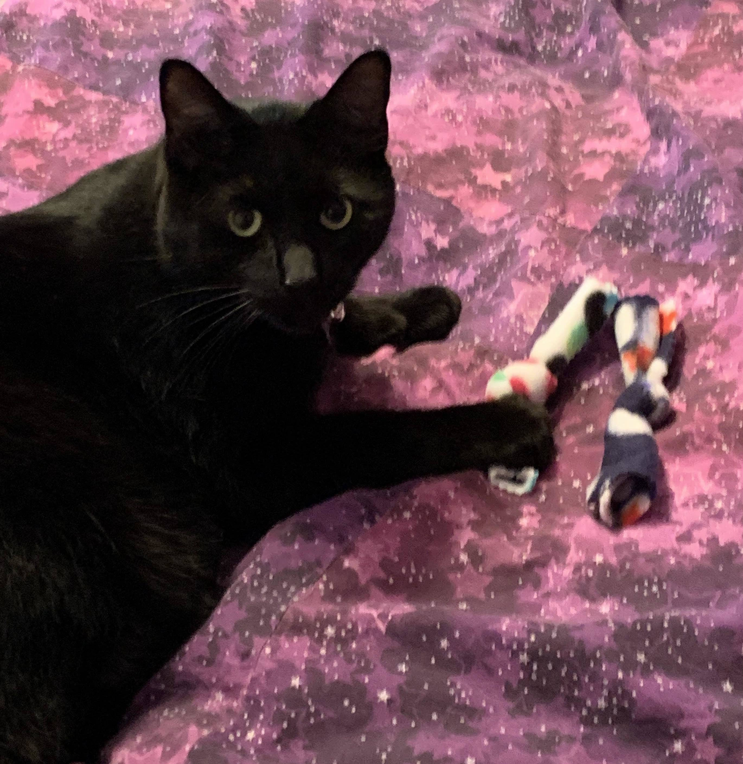 Catnip Bow Tie Cat Toys