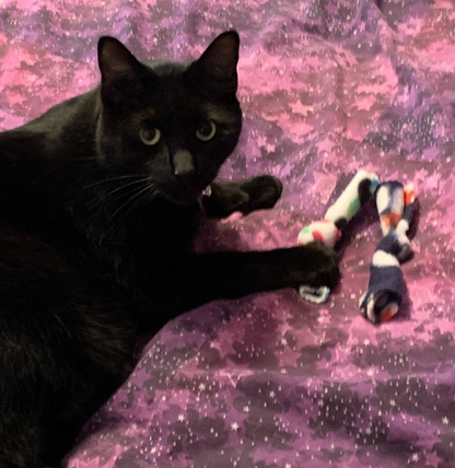 Catnip Bow Tie Cat Toys