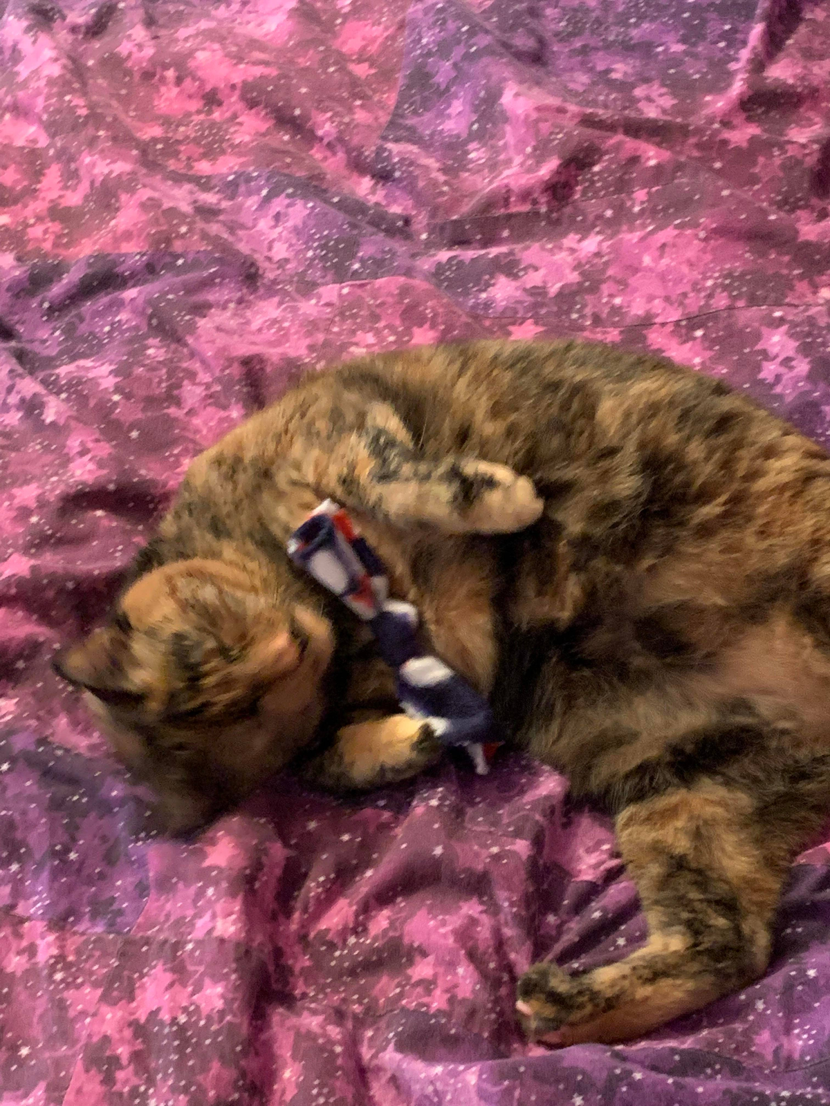 Catnip Bow Tie Cat Toys