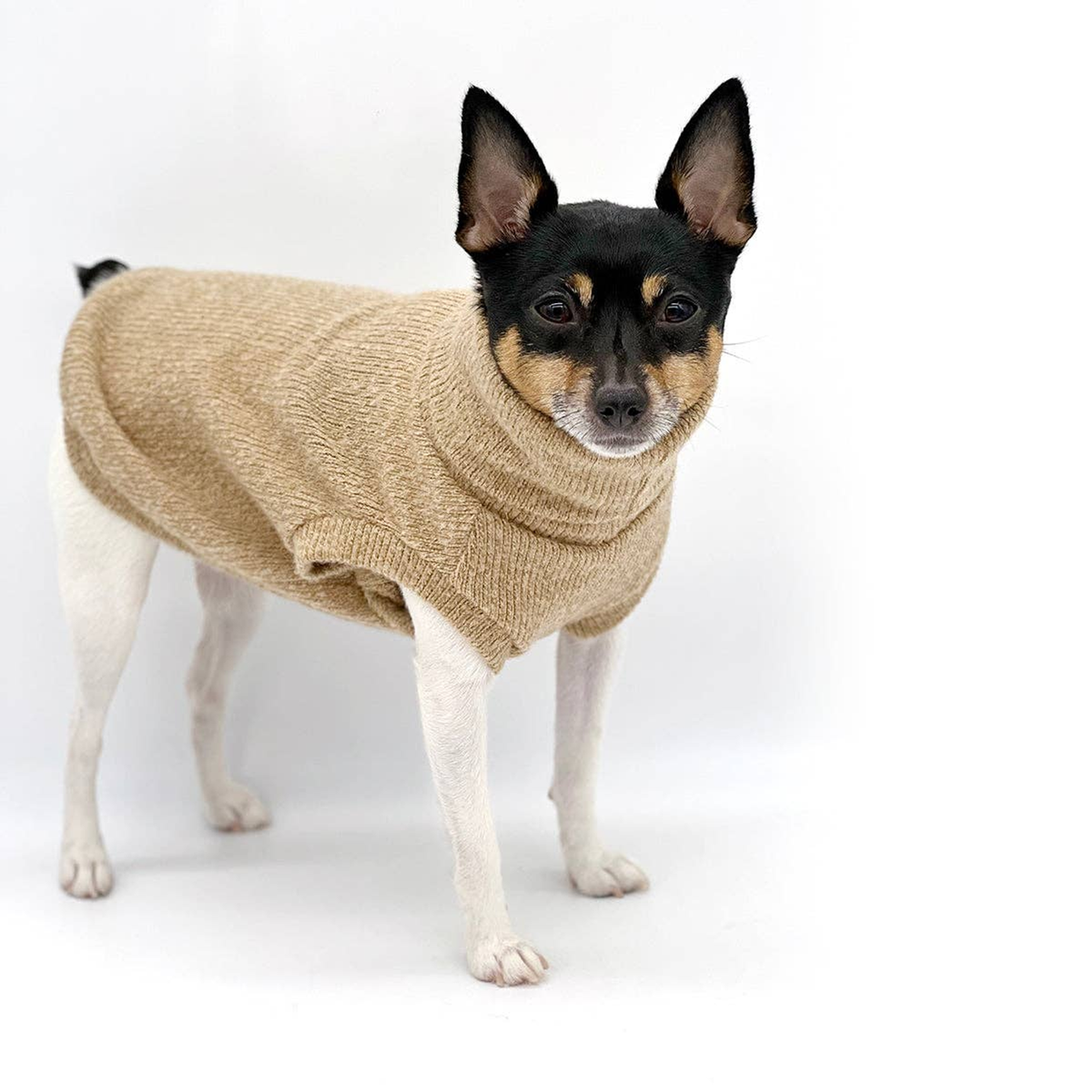 Cafe Latte Dog Sweater