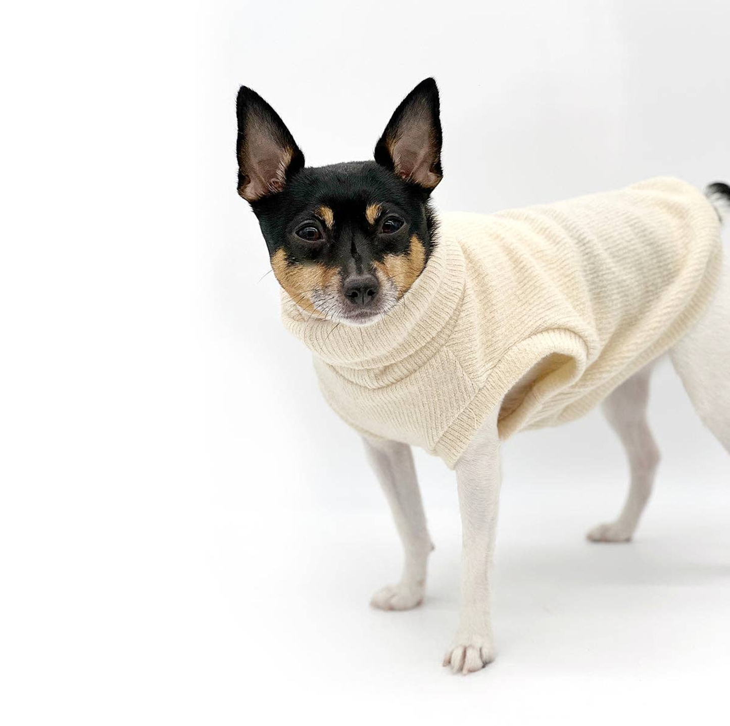 Dulce de Leche Dog Sweater