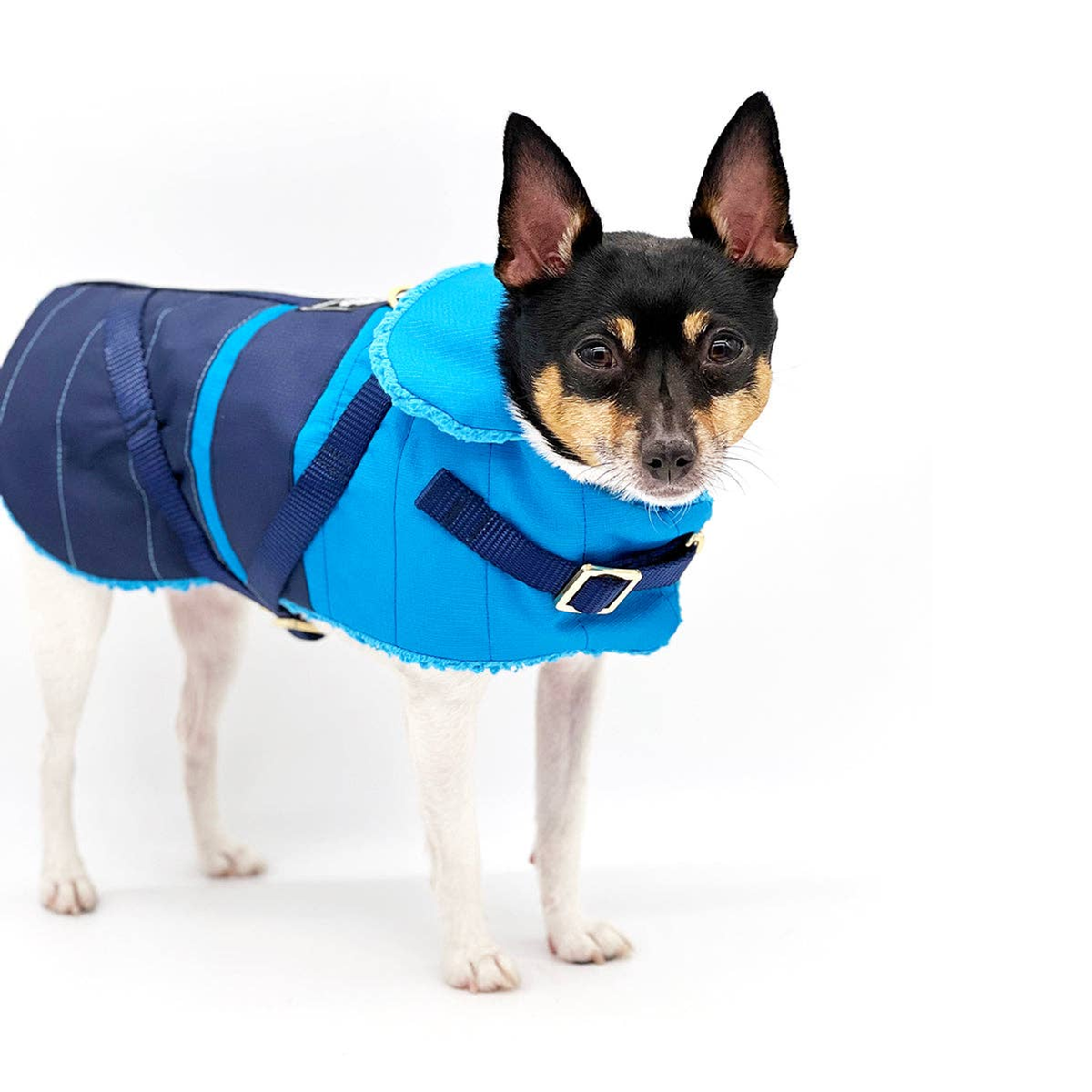 Clear Blue Sky Dog Equestrian Coat