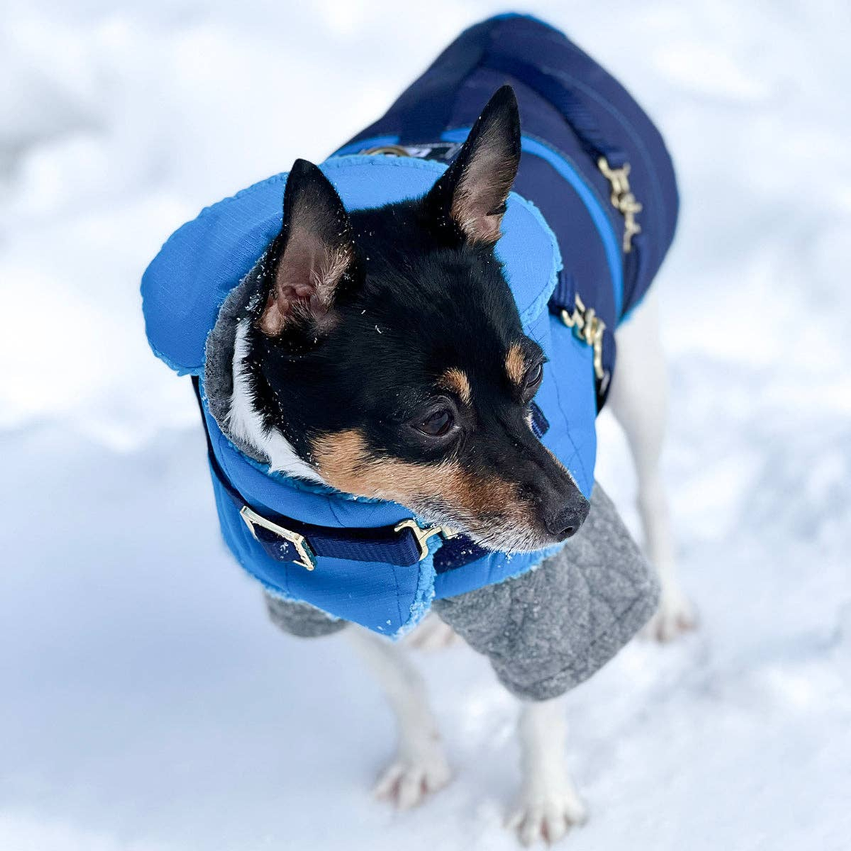 Clear Blue Sky Dog Equestrian Coat