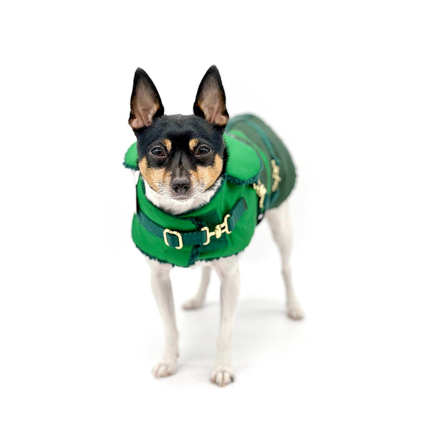 Green with Envy Dog Equestrian Coat