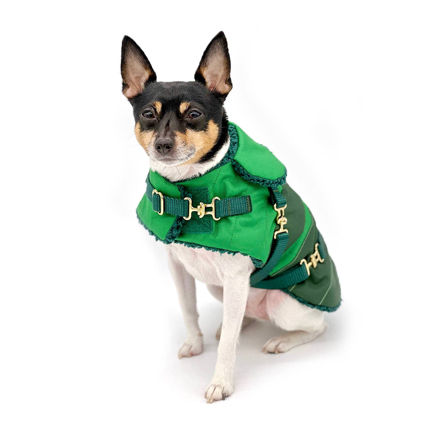 Green with Envy Dog Equestrian Coat