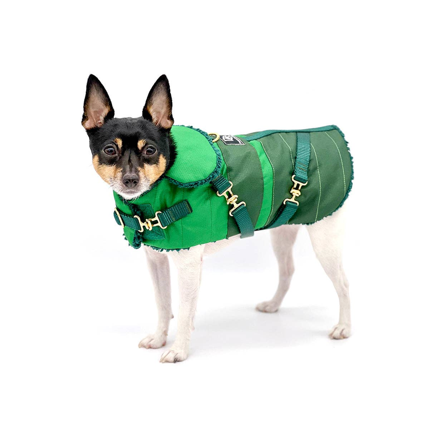 Green with Envy Dog Equestrian Coat