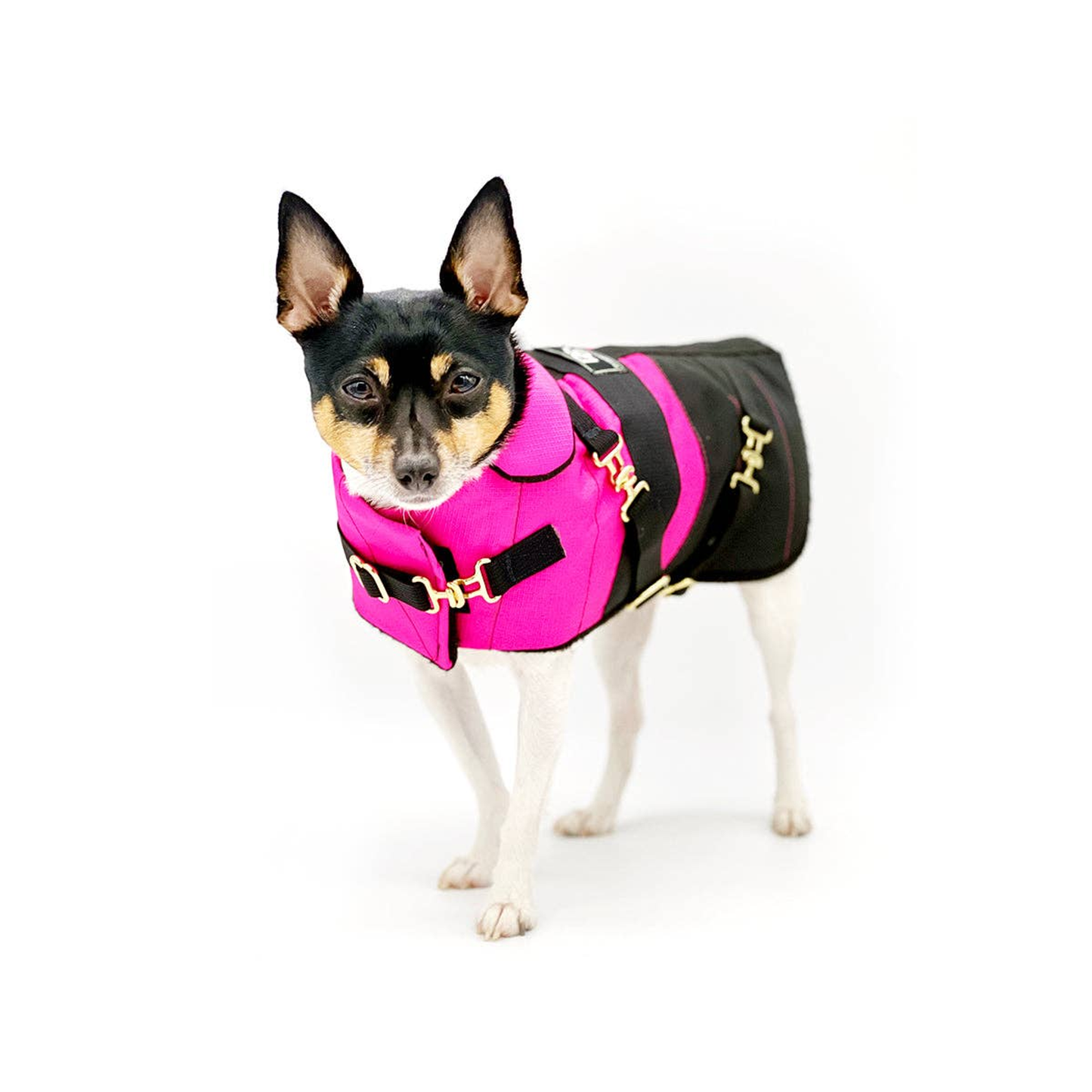 Fun with Fuschia Dog Equestrian Coat