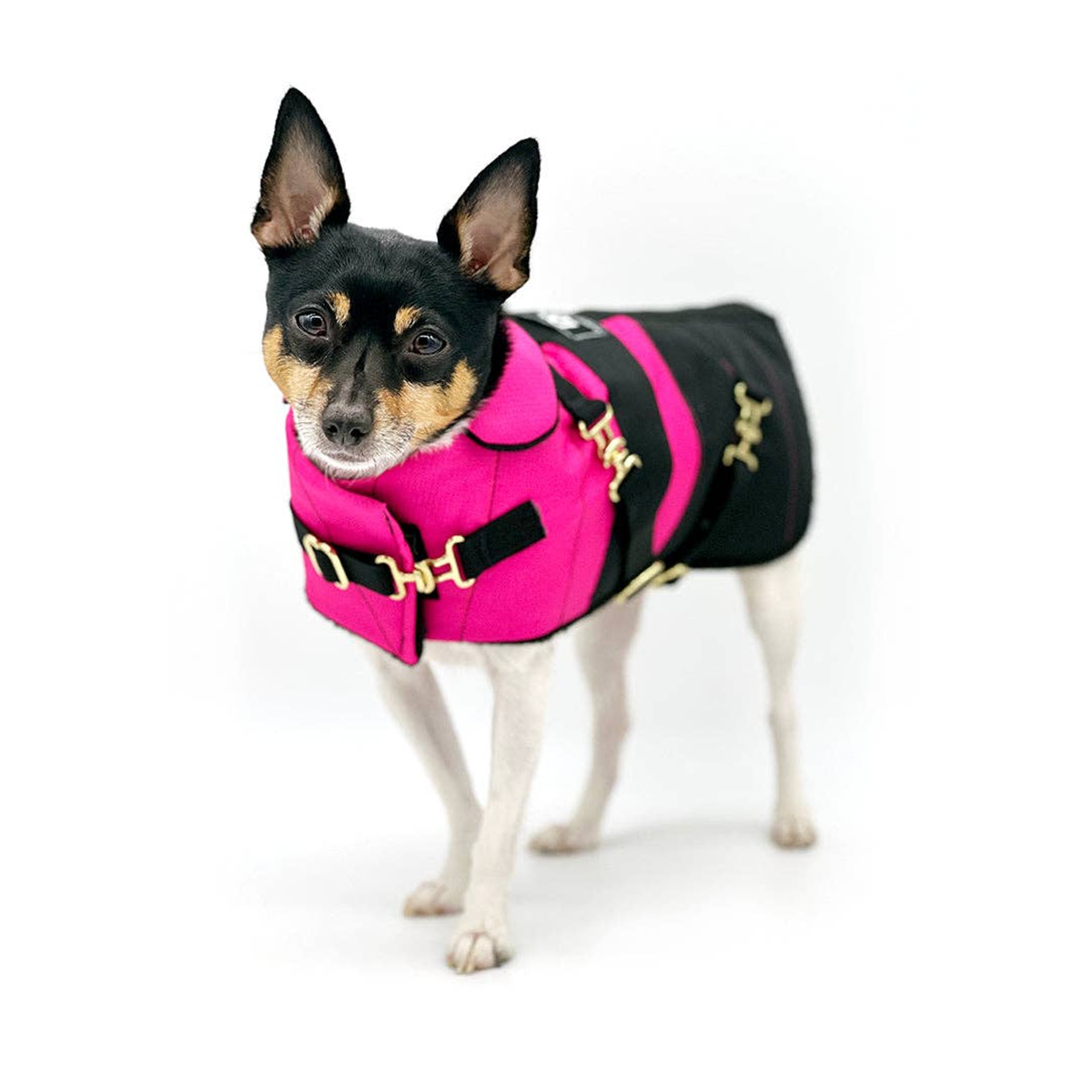 Fun with Fuschia Dog Equestrian Coat