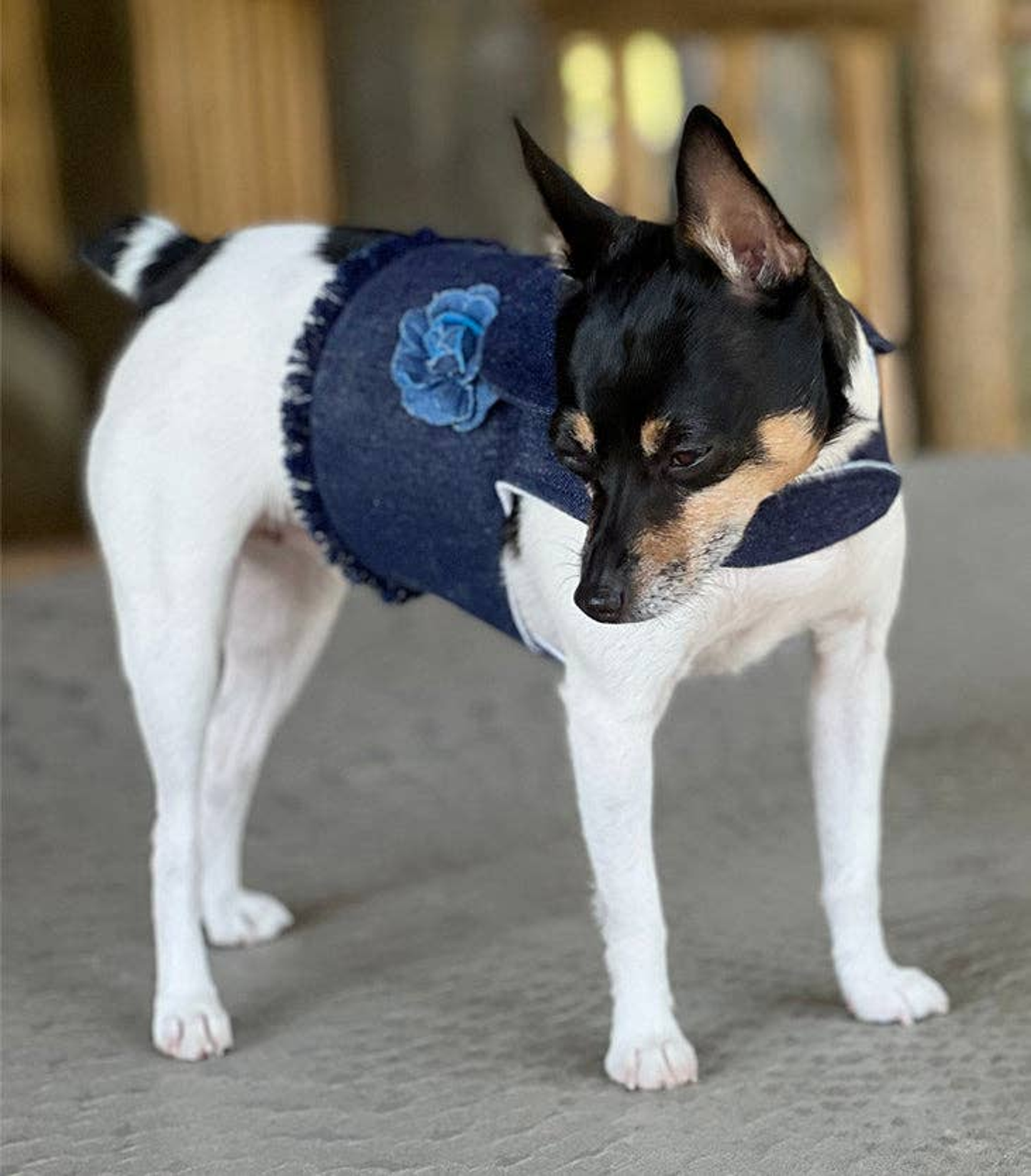 DCNY Denim Flower Dog Harness Vest