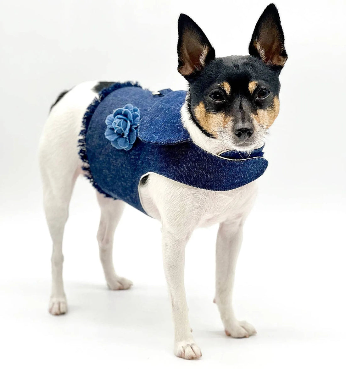 Denim flower fringe harness vest on a dog