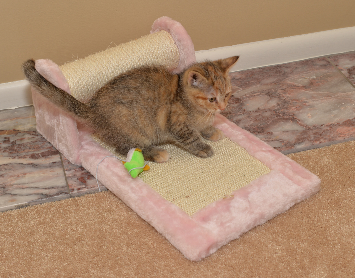 Armarkat Rolling Cat Scratcher Toy, Sisal Board for Cats